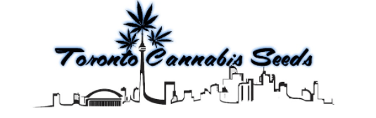 Toronto Cannabis Seeds