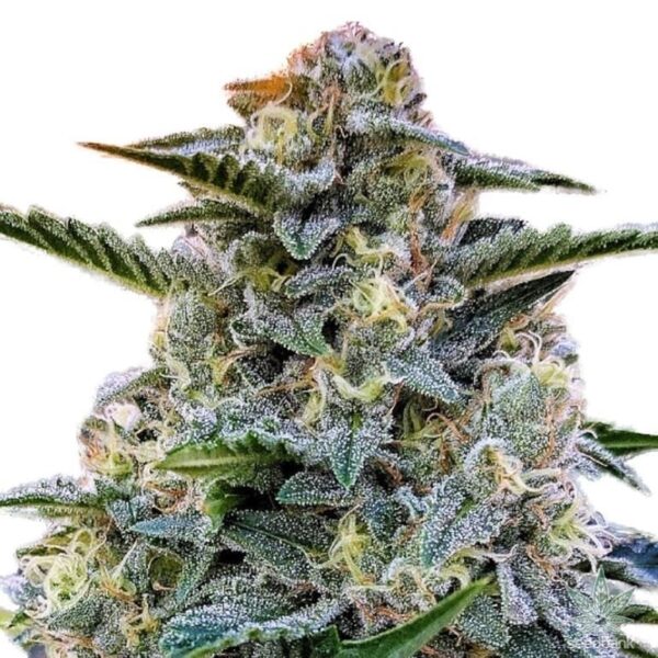 Bruce Banner Auto Feminised Seeds